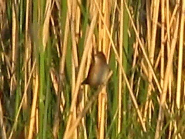 Savi's Warbler - ML201866201