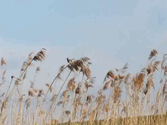 Bluethroat (Red-spotted) - ML201866311