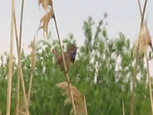 Bluethroat (Red-spotted) - ML201866421