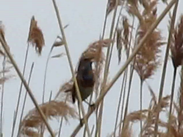 Bluethroat (Red-spotted) - ML201866431