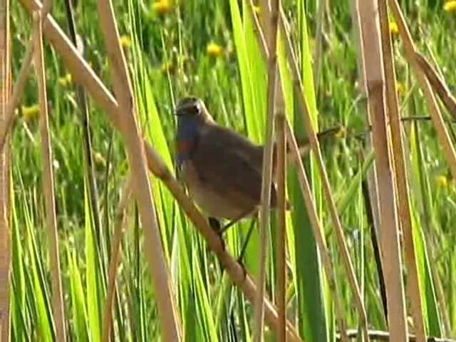 Bluethroat (Red-spotted) - ML201866531