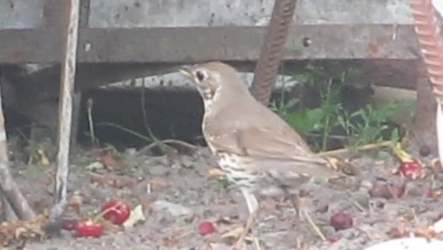 Song Thrush - ML201867281