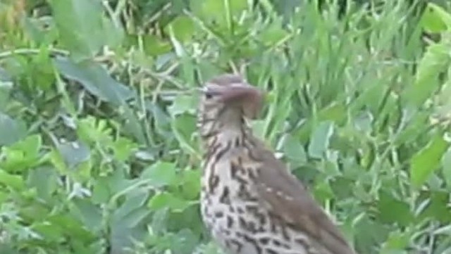 Song Thrush - ML201867351