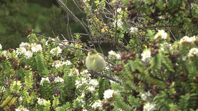 Black-chinned Siskin - ML201867481