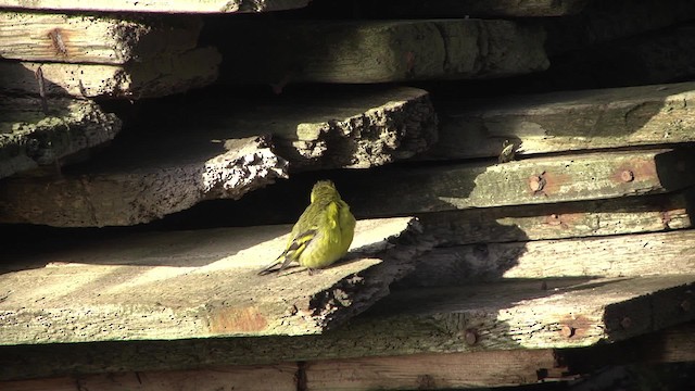 Black-chinned Siskin - ML201867491