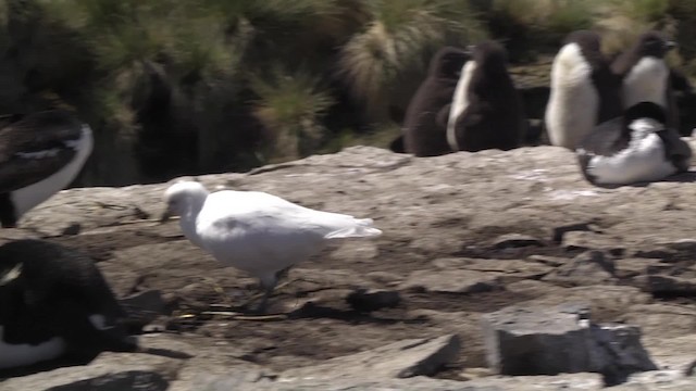 Snowy Sheathbill - ML201867501