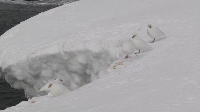 Snowy Sheathbill - ML201867511