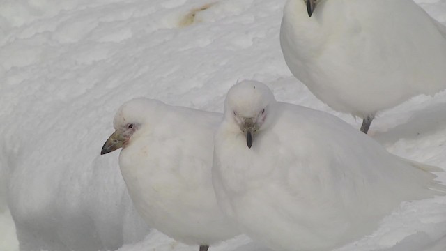 Snowy Sheathbill - ML201867521