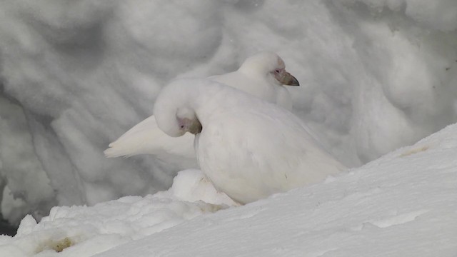 Snowy Sheathbill - ML201867531