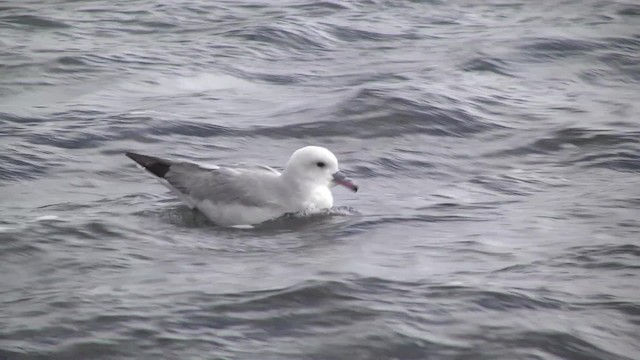 Fulmar argenté - ML201867571