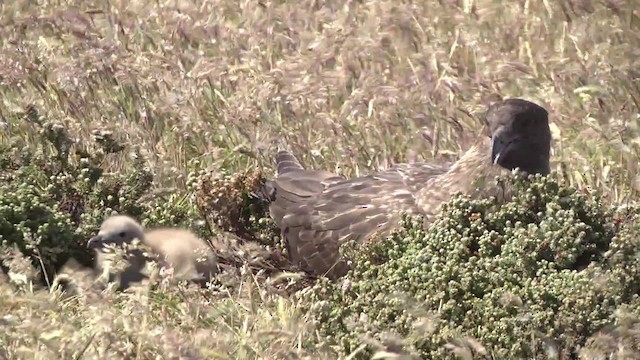 Brown Skua (Falkland) - ML201867591