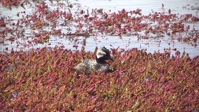 White-tufted Grebe - ML201867621