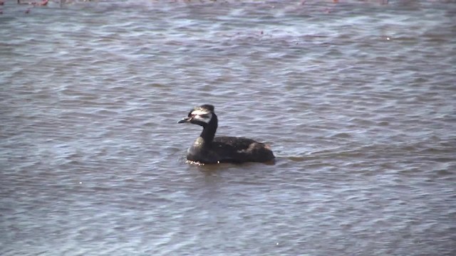 White-tufted Grebe - ML201867631