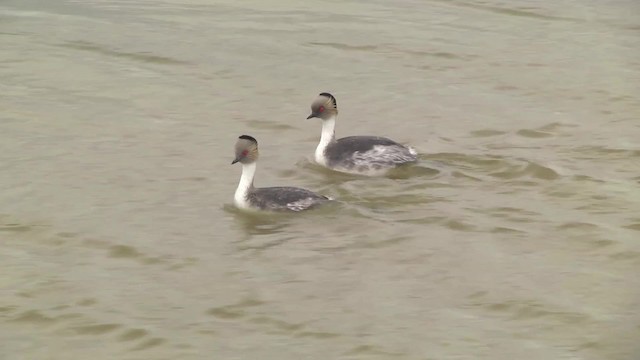 Silvery Grebe (Patagonian) - ML201867641