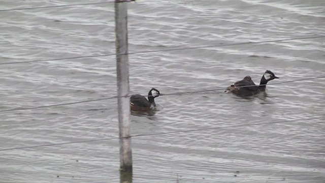 White-tufted Grebe - ML201867651