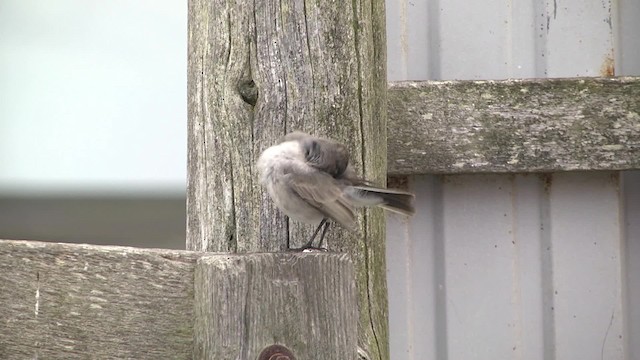 カオグロイワタイランチョウ（maclovianus） - ML201867661