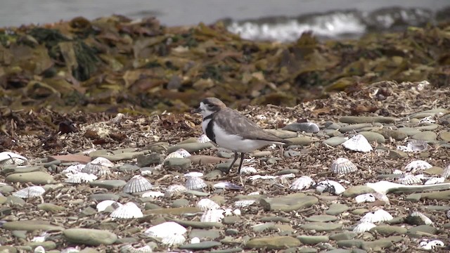 Two-banded Plover - ML201867671