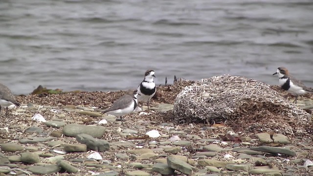 Two-banded Plover - ML201867681