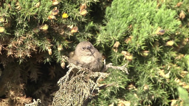 Cobb's Wren - ML201867741