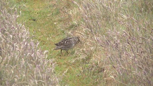 Magellanic Snipe - ML201867751