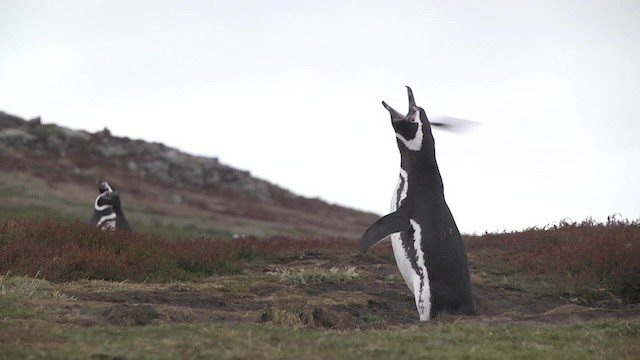 tučňák magellanský - ML201867771