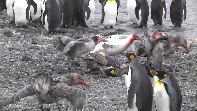 Southern Giant-Petrel - ML201867791