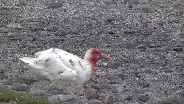 Southern Giant-Petrel - ML201867801