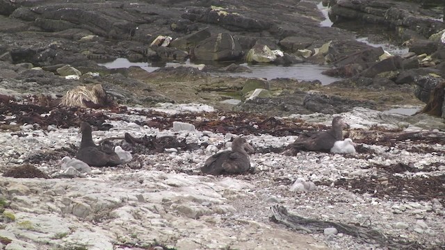 Southern Giant-Petrel - ML201867811