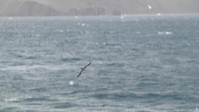 Northern Giant-Petrel - ML201867821