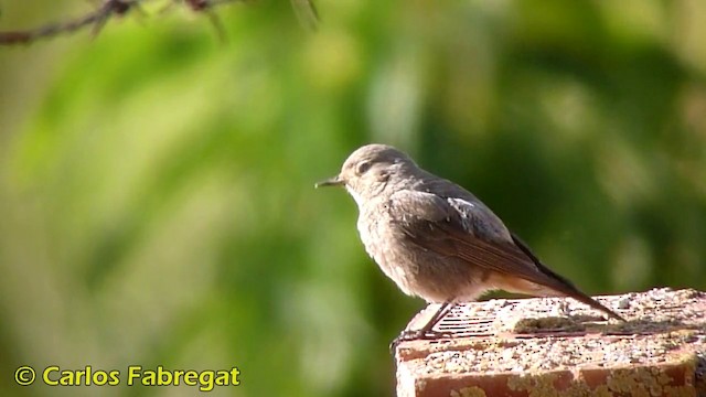 Colirrojo Tizón (gibraltariensis/aterrimus) - ML201867851