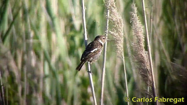 European Stonechat - ML201867891