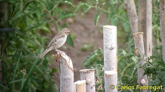 House Sparrow - ML201867961