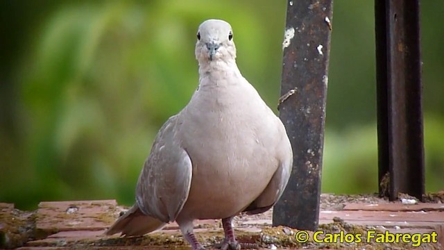 Eurasian Collared-Dove - ML201867981