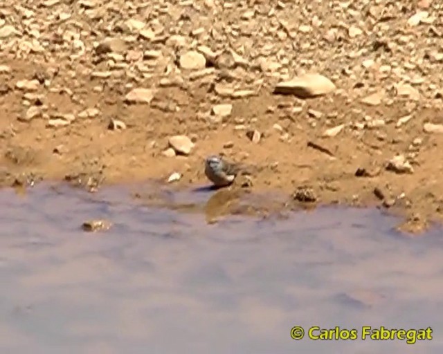Rock Bunting - ML201867991