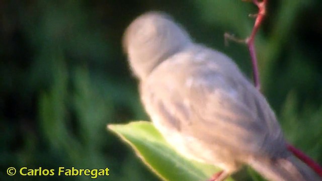 Western Subalpine Warbler - ML201868051