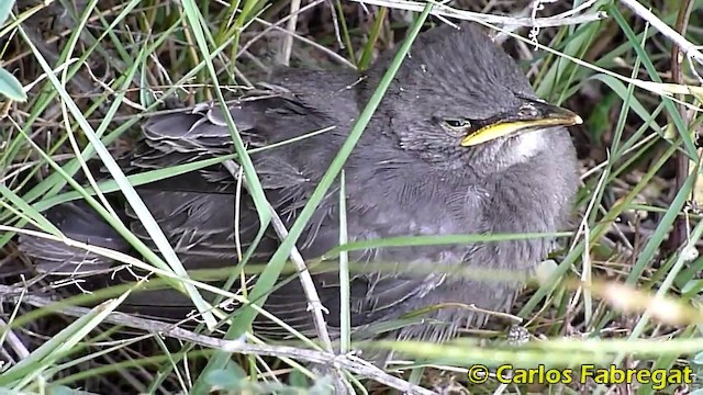 Spotless Starling - ML201868101