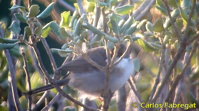 Curruca Cabecinegra - ML201868161