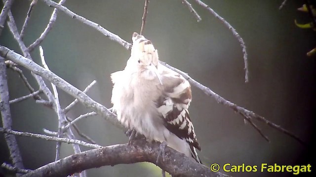 Abubilla Común (euroasiático) - ML201868251