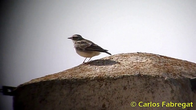 Wood Lark - ML201868261