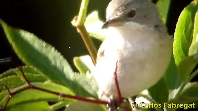 Curruca Carrasqueña Occidental - ML201868271