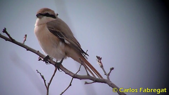 Isabelline Shrike (Daurian) - ML201868371