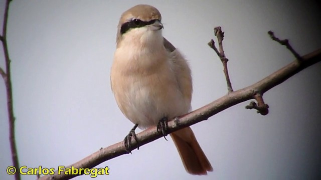 Isabelline Shrike (Daurian) - ML201868381