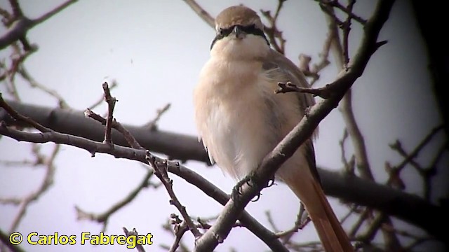 Isabelline Shrike (Daurian) - ML201868391