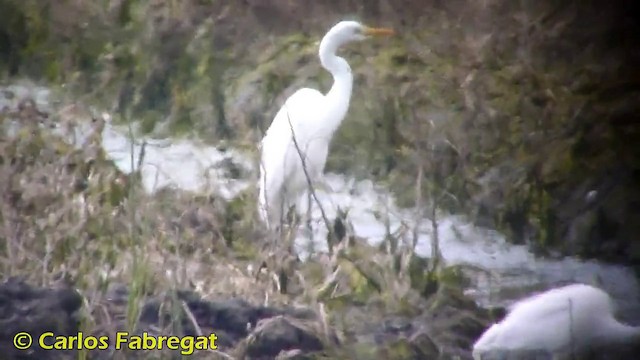 Great Egret (alba) - ML201868401