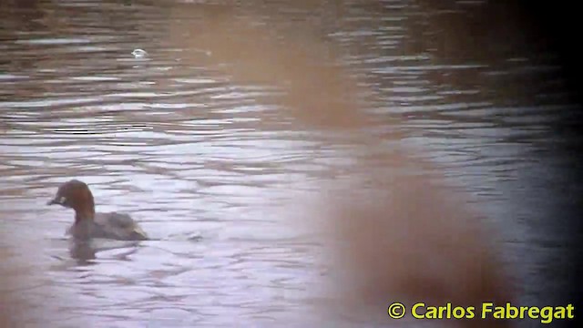 Little Grebe (Little) - ML201868411