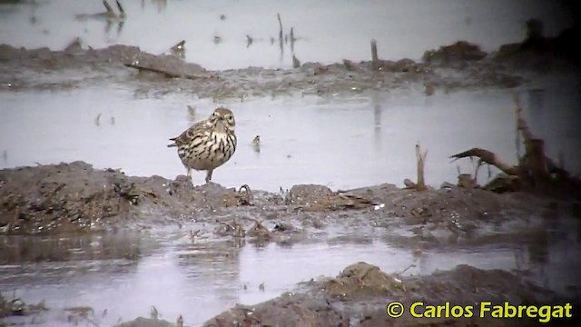 Meadow Pipit - ML201868431