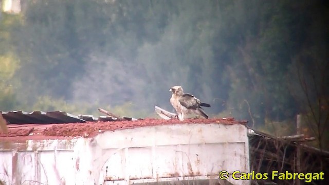 Booted Eagle - ML201868441