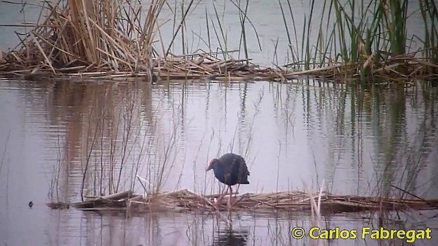 Western Swamphen - ML201868451