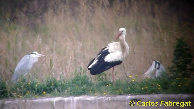 White Stork - ML201868461