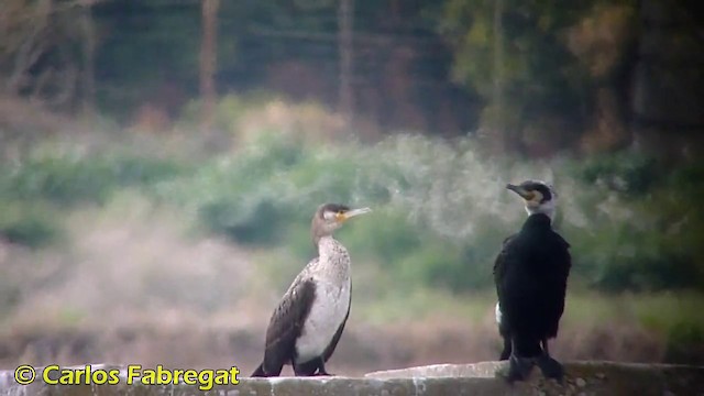 Great Cormorant (Eurasian) - ML201868471